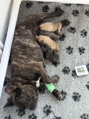 Bouledogue français