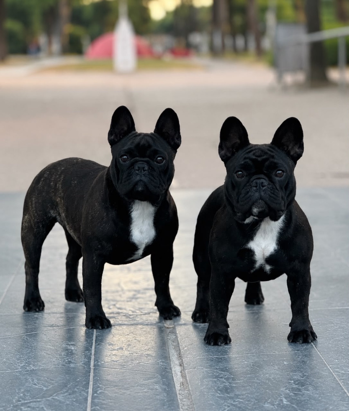 diffindo Portret & sensual (alba) - 2 eme excellent + RCACS