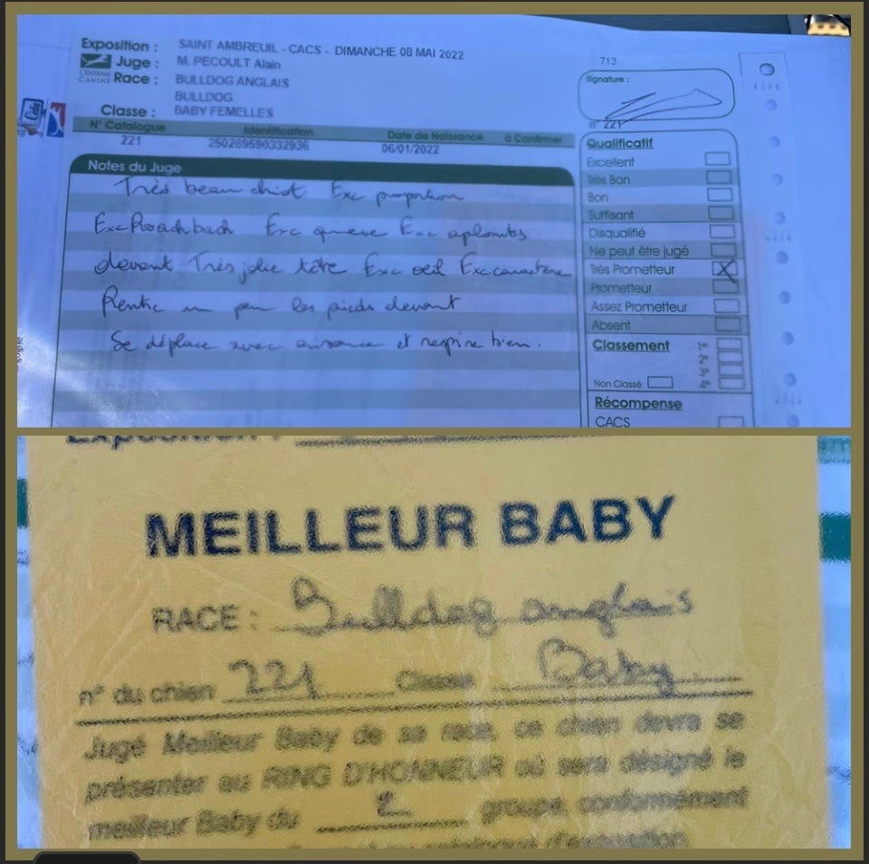 Tokyo Des éclats De Cassiopée - Meilleur baby, très prometteur