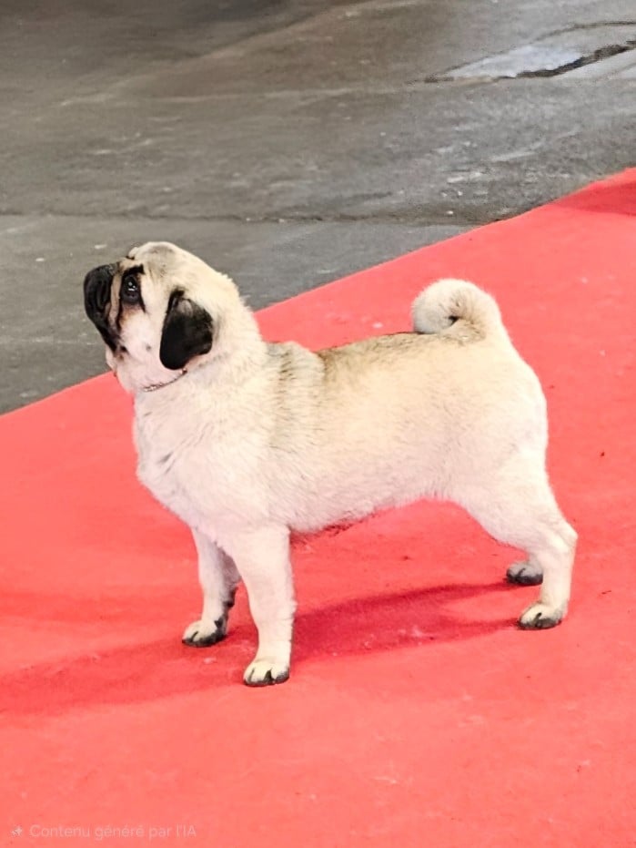 Publication : Du Domaine De La Cour Souveraine