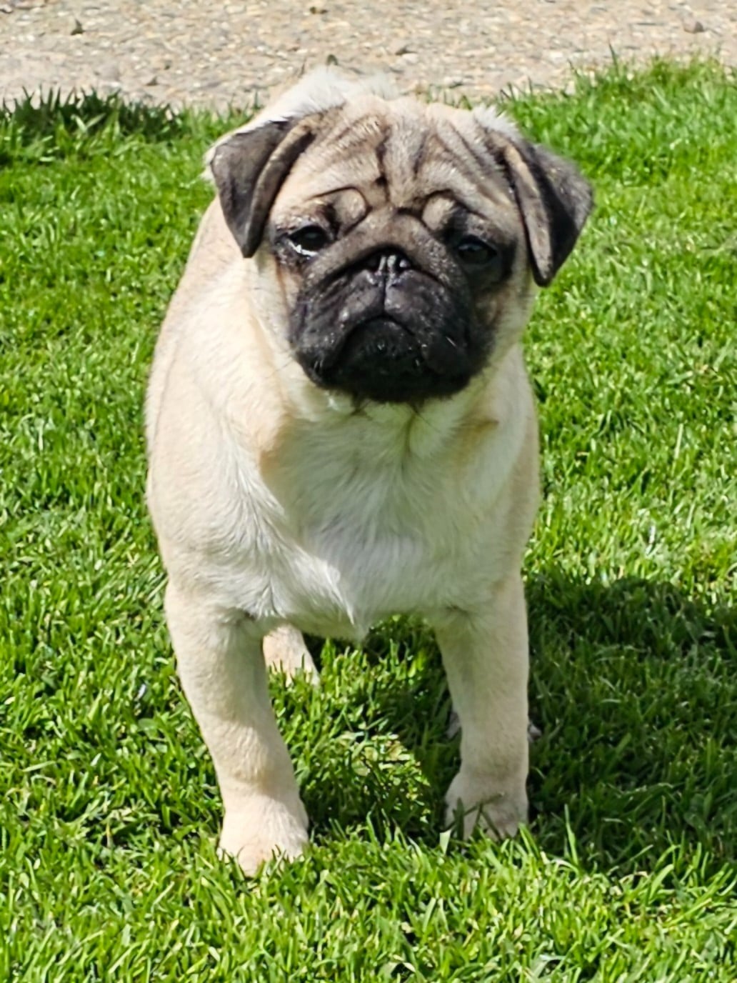 Publication : Du Domaine De La Cour Souveraine