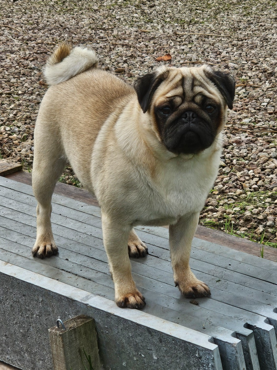 Publication : Du Domaine De La Cour Souveraine