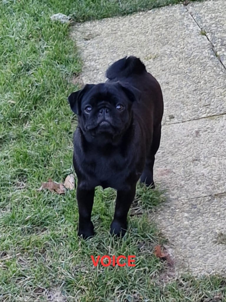 Publication : Du Domaine De La Cour Souveraine