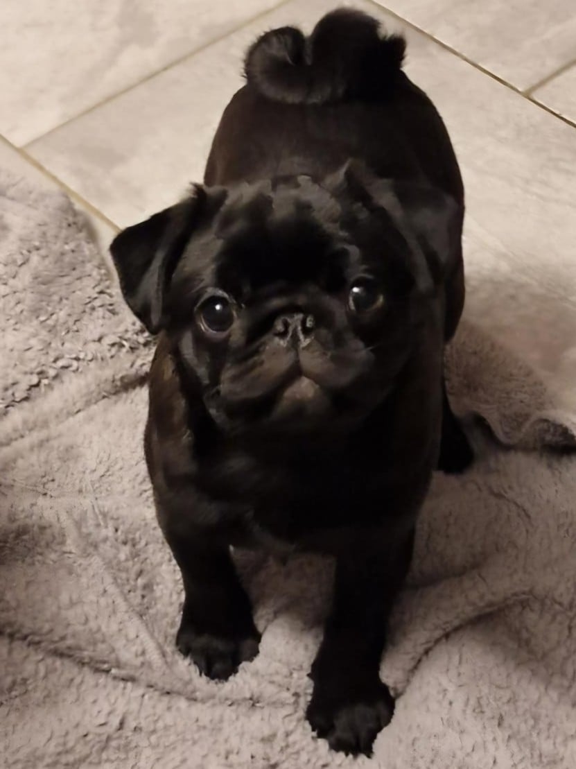 Publication : Du Domaine De La Cour Souveraine