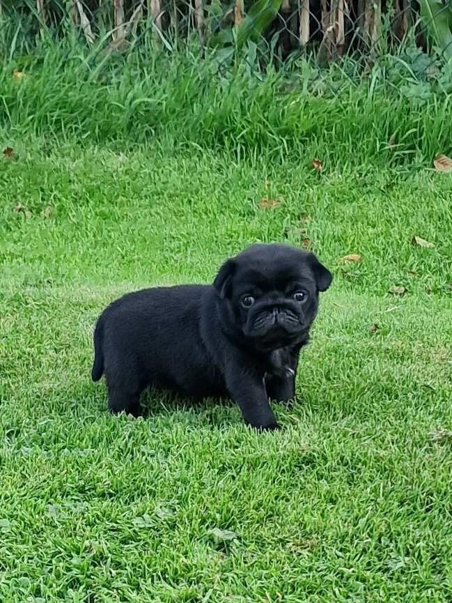 Publication : Du Domaine De La Cour Souveraine