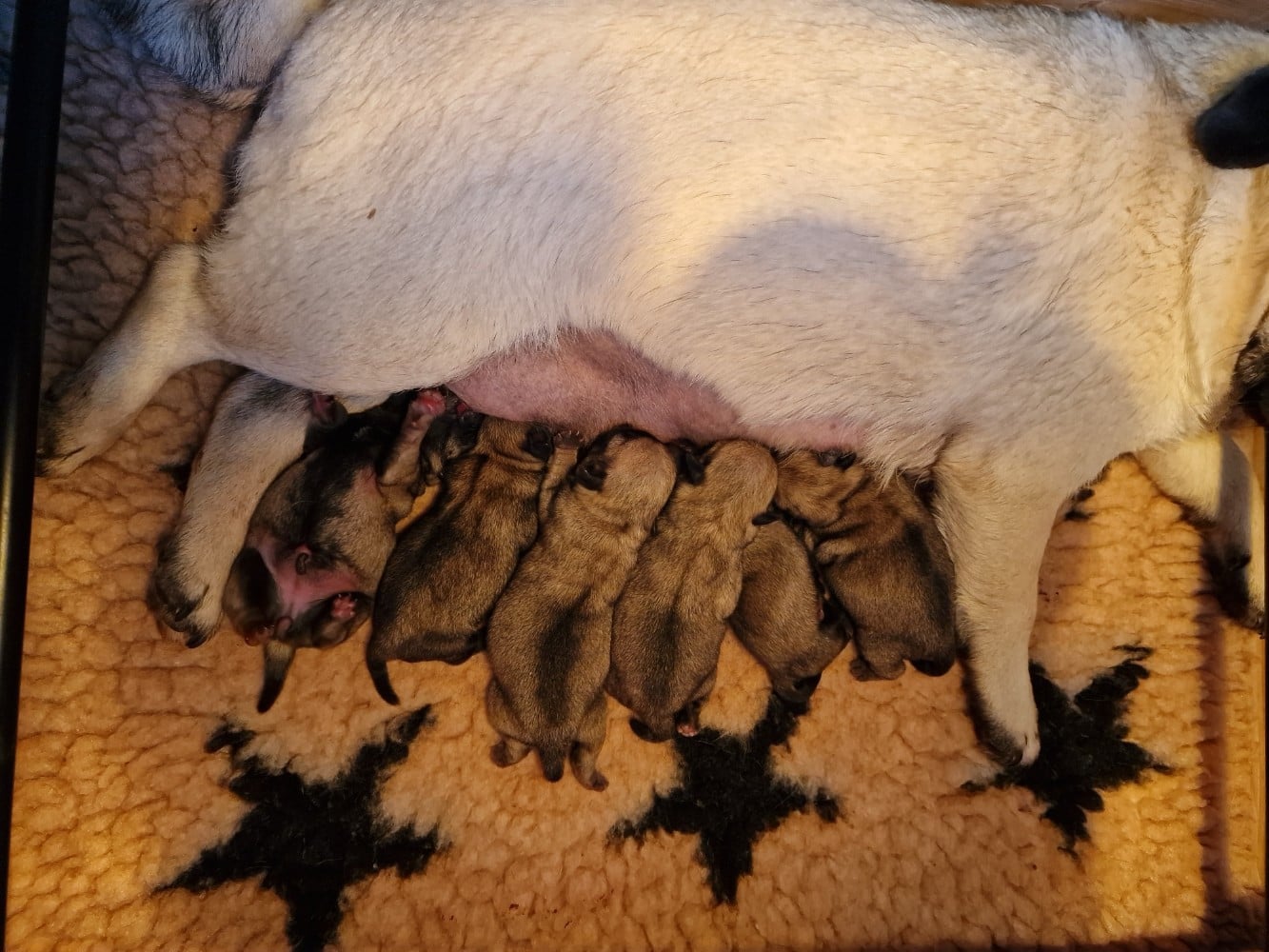 Carlin - Du Domaine De La Cour Souveraine