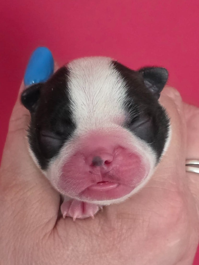 Baya - Boston Terrier