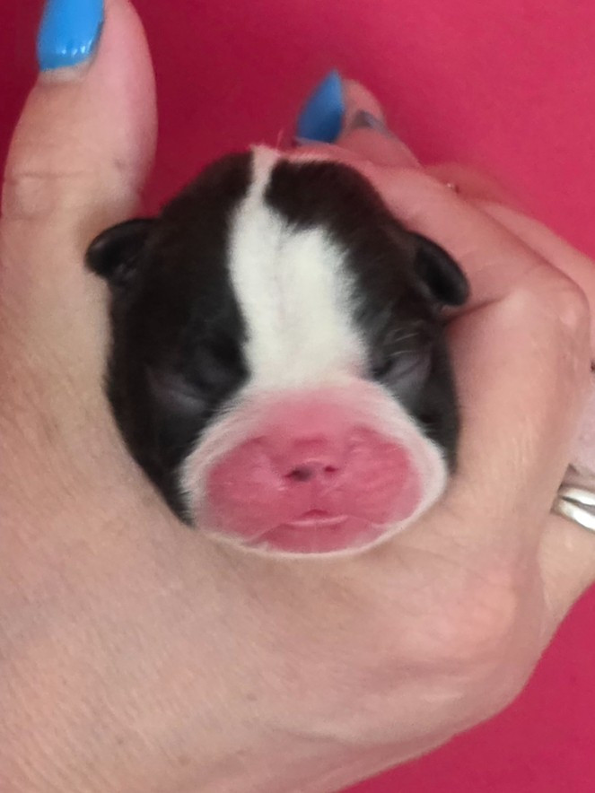 Bandit - Boston Terrier