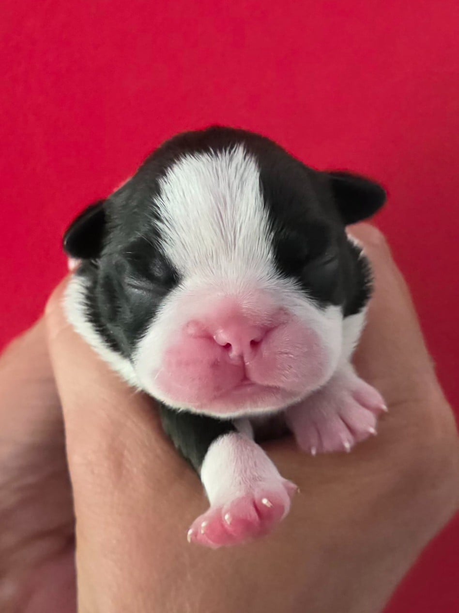 Browny - Boston Terrier