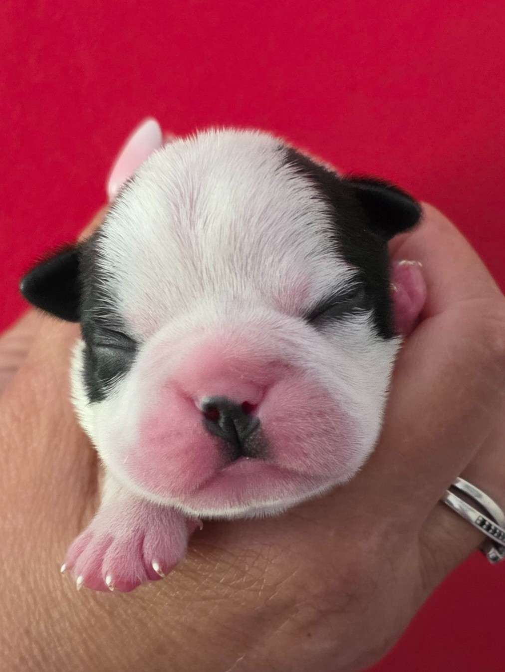 Boris - Boston Terrier
