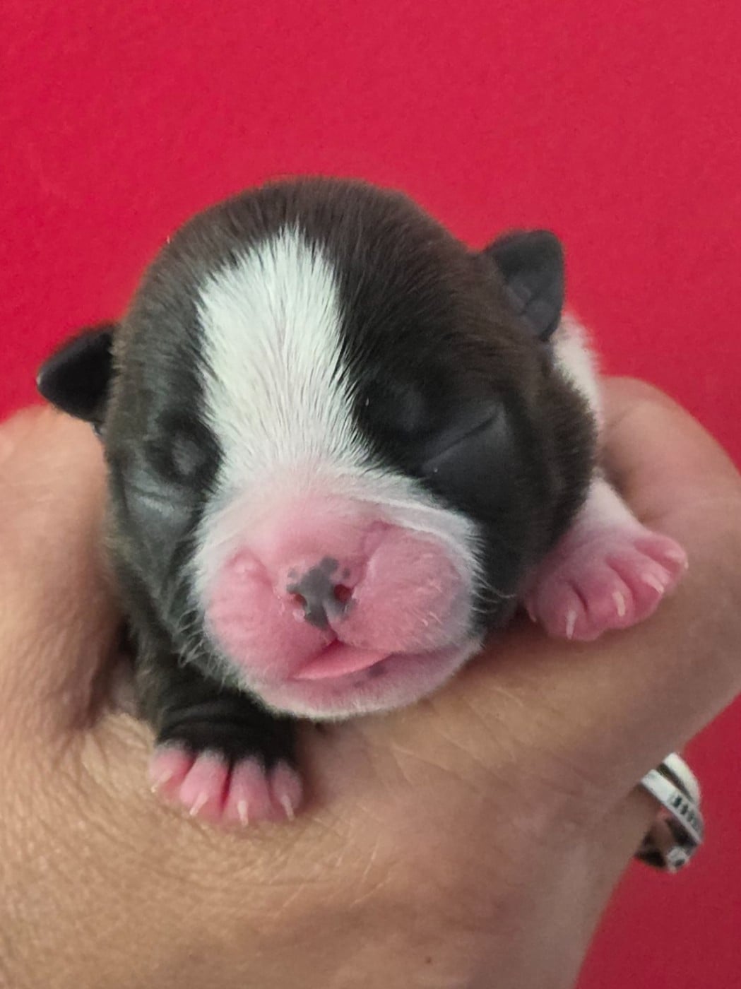Baya - Boston Terrier