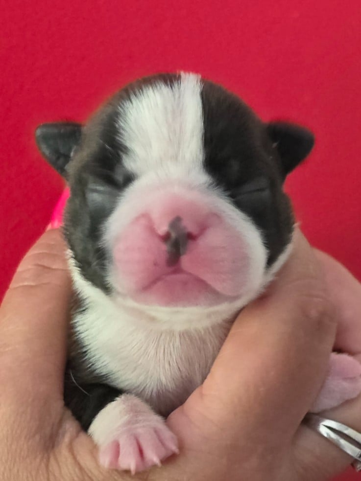 Billie - Boston Terrier