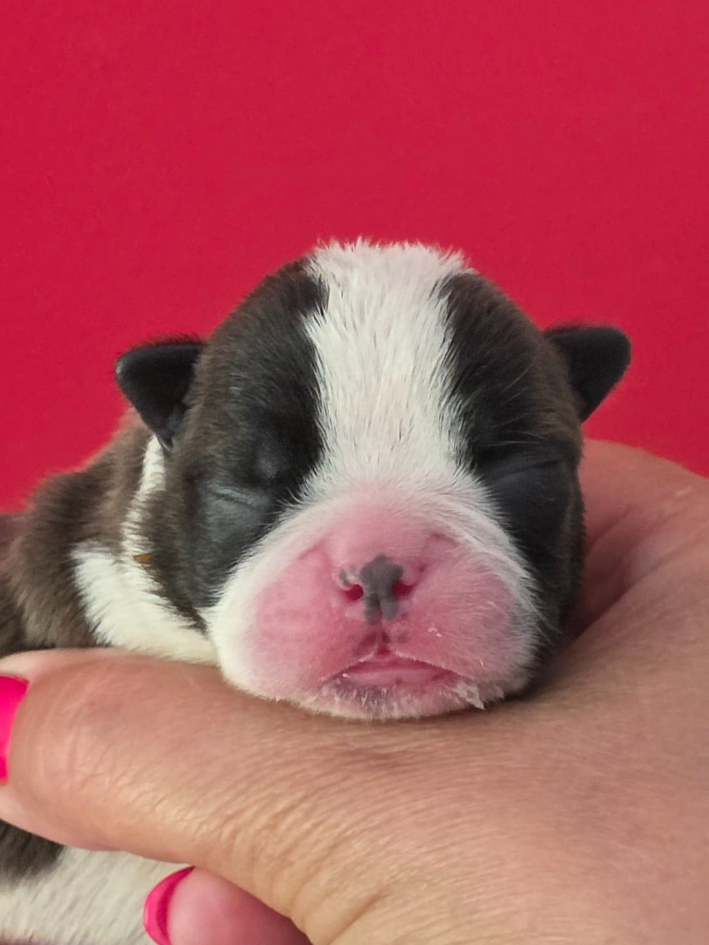 Bounthy - Boston Terrier