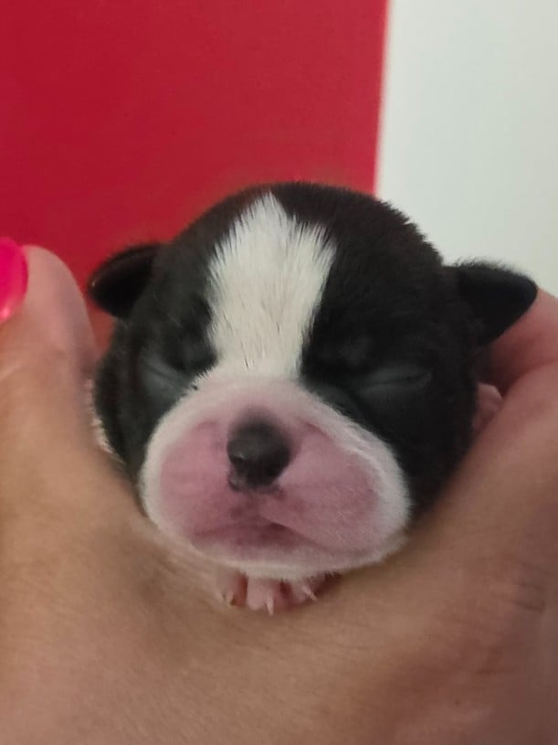 Bremus - Boston Terrier