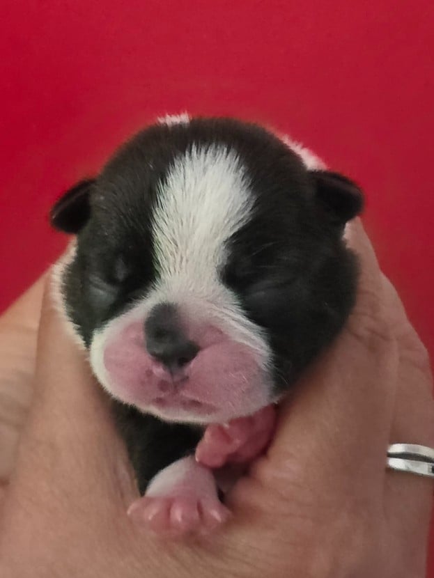Bingo - Boston Terrier