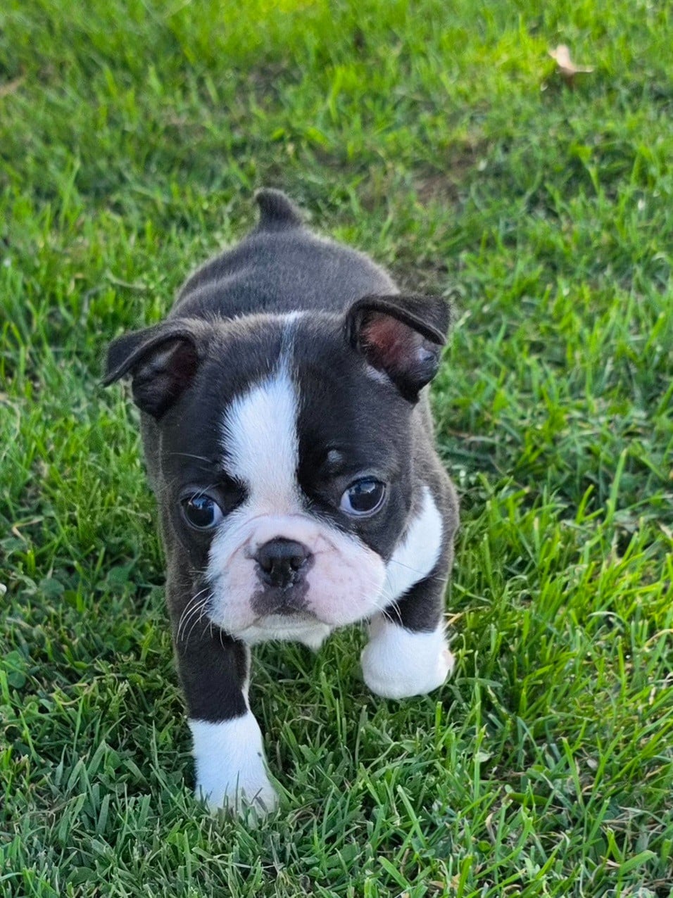 Billie