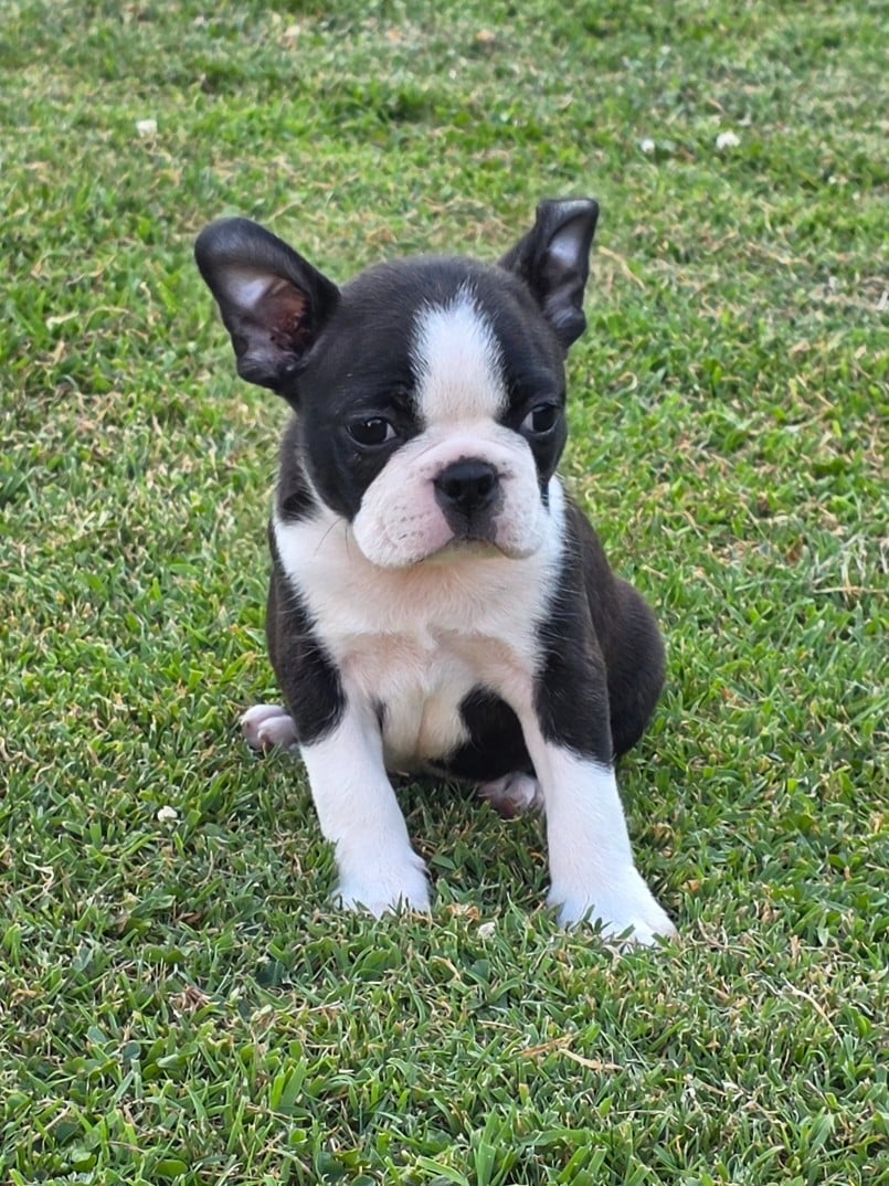 Bandit
