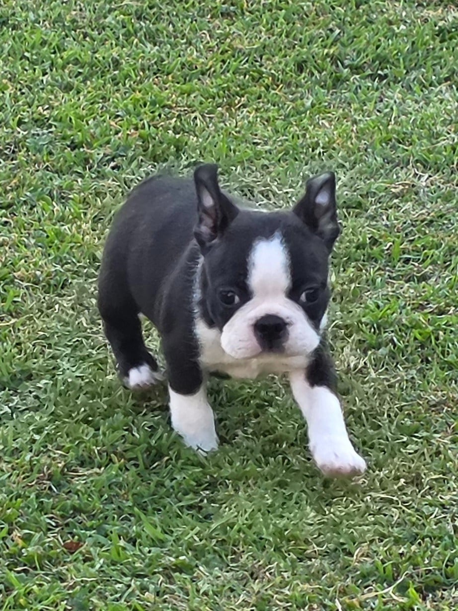Bandit