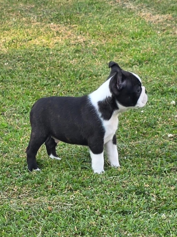 Bandit