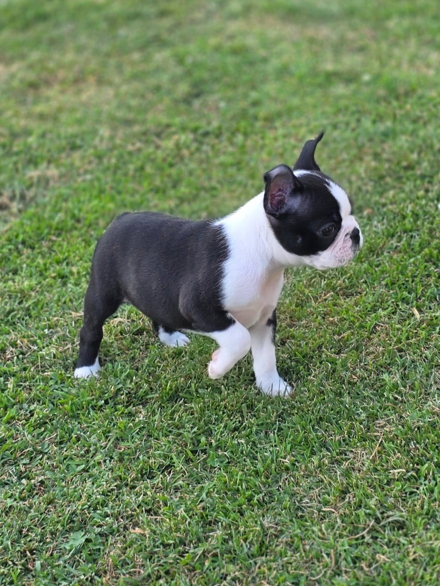 barkley