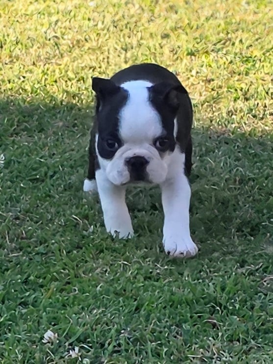 Boris