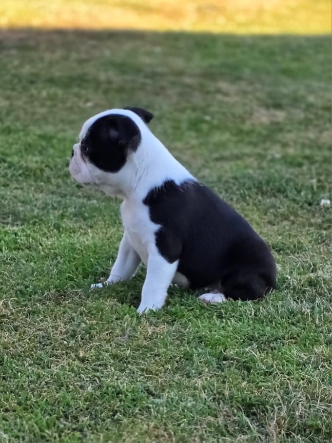 Boris