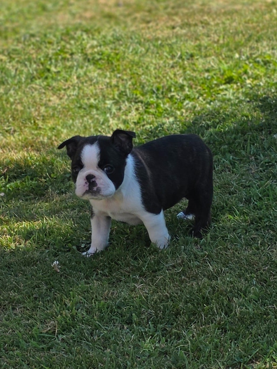 BAXTER