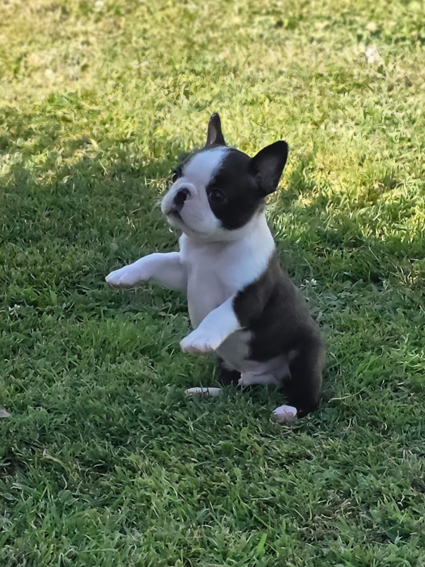 BALTO