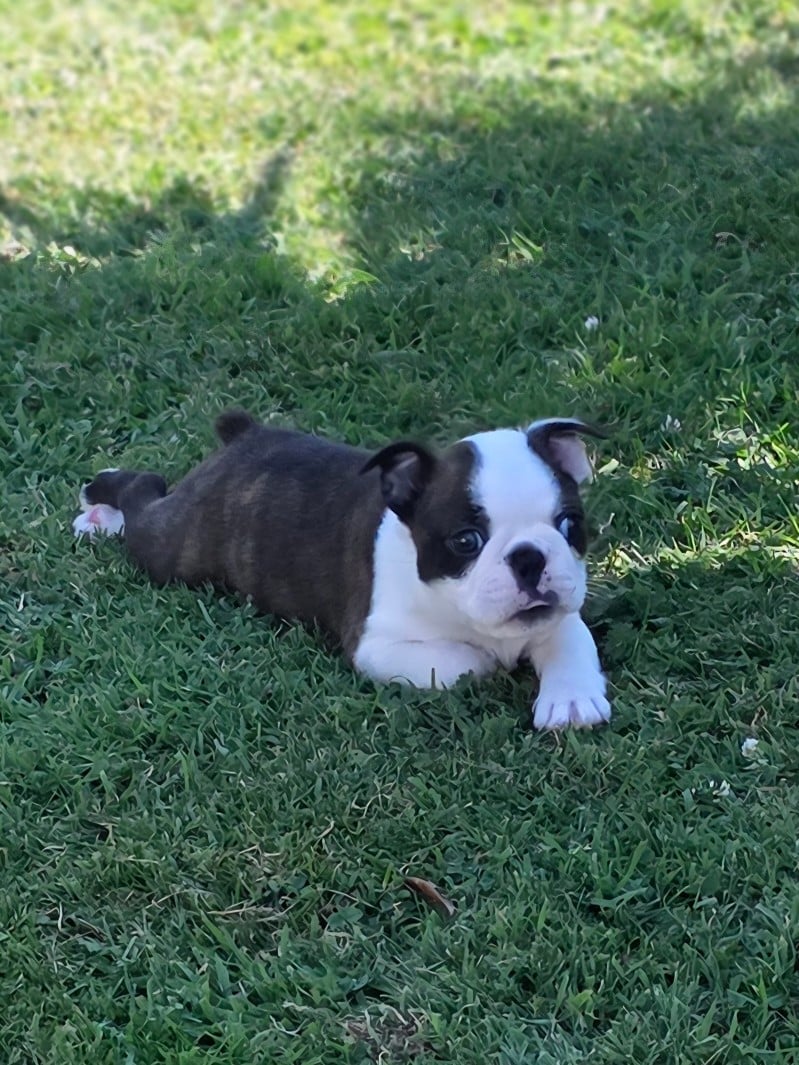 BANJO