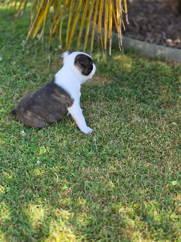 BANJO