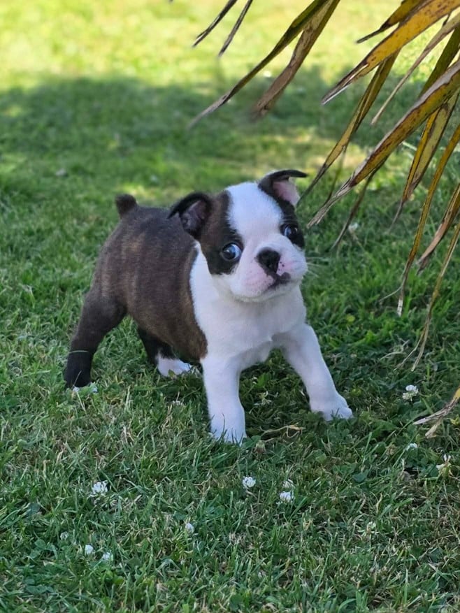 BANJO