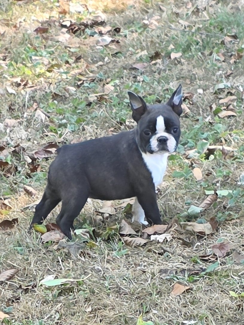 Baya