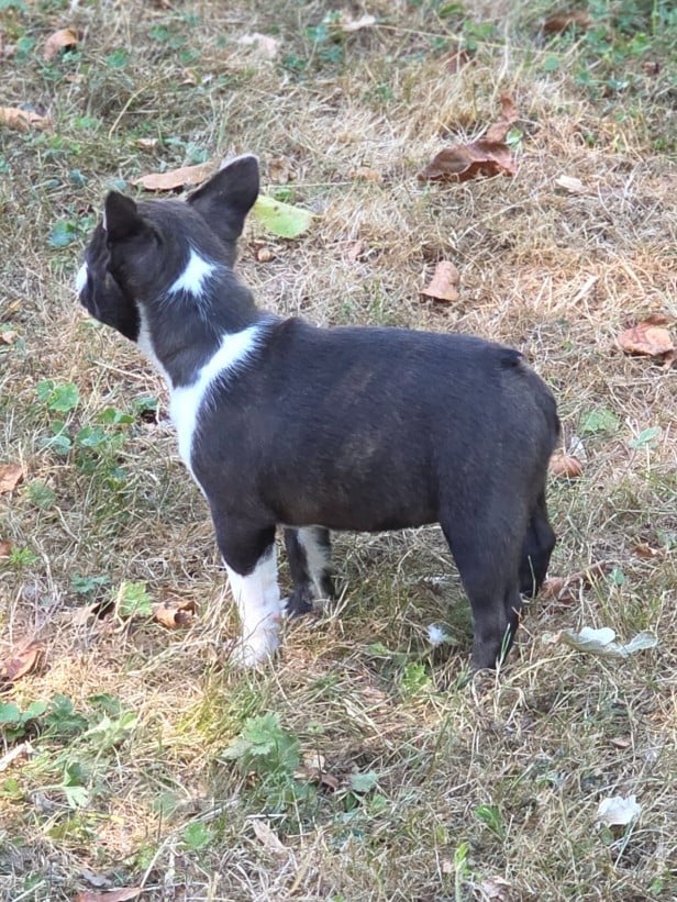Baya