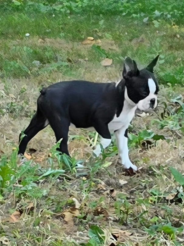Browny