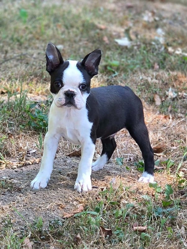Boris