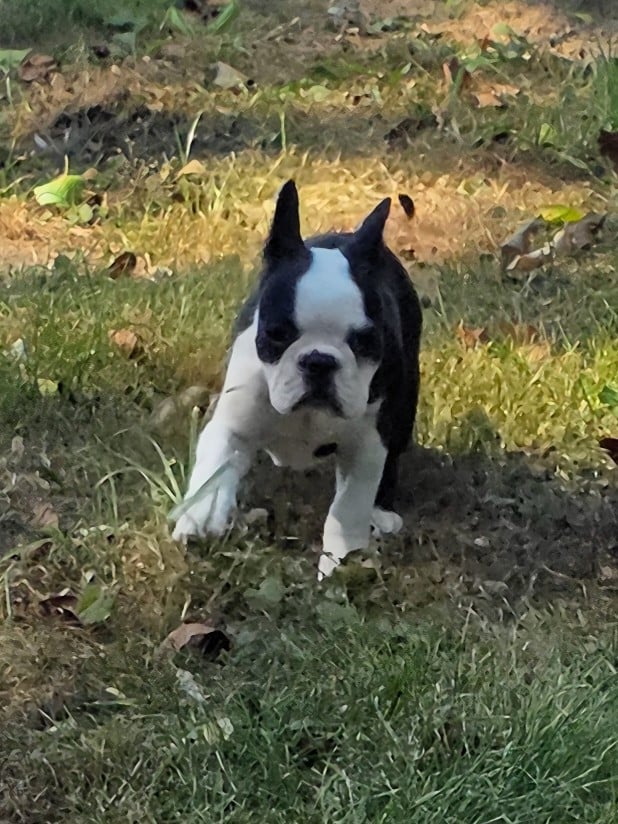 Boris