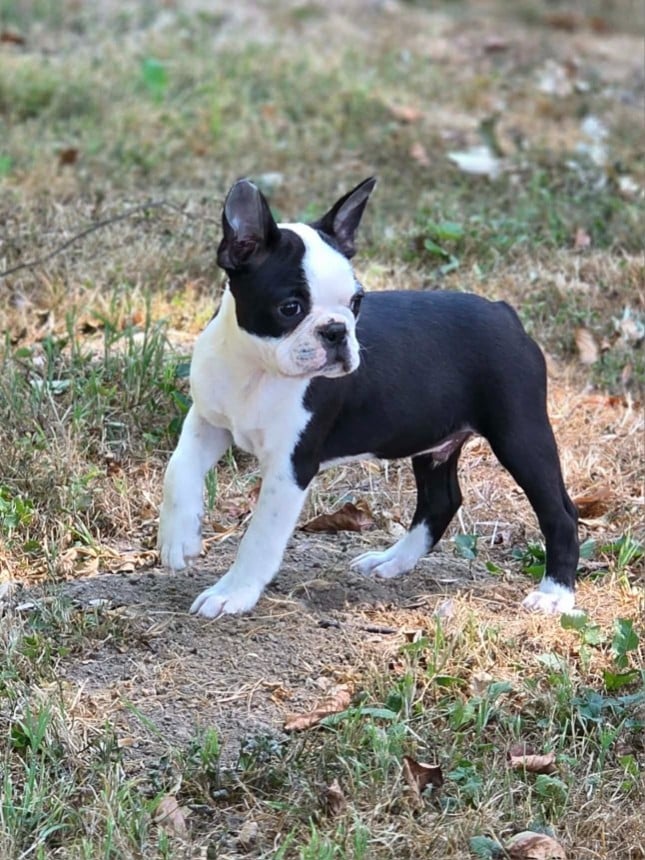 Boris