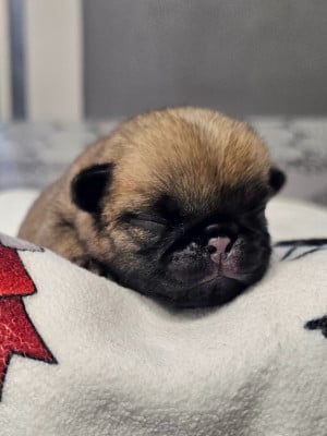 Les chiots de Carlin