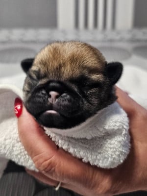 Les chiots de Carlin