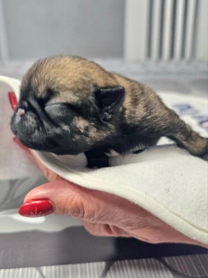 Les chiots de Carlin