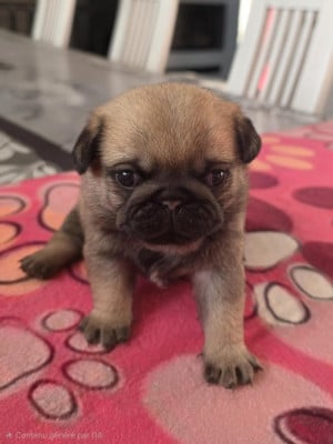 Les chiots de Carlin