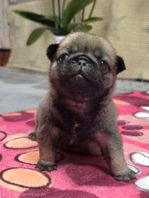 Les chiots de Carlin