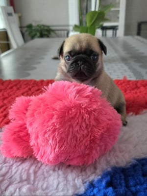 Les chiots de Carlin