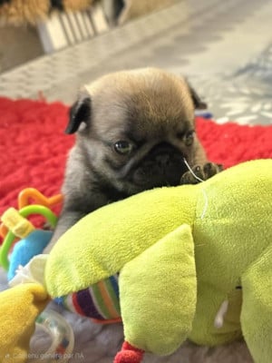 Les chiots de Carlin