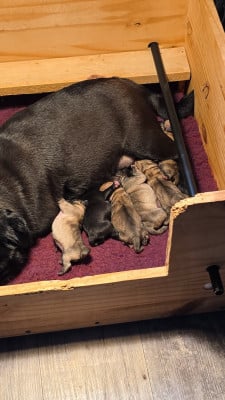 Les chiots de Carlin