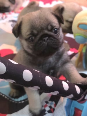 Les chiots de Carlin