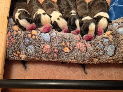 Les chiots de Boston Terrier