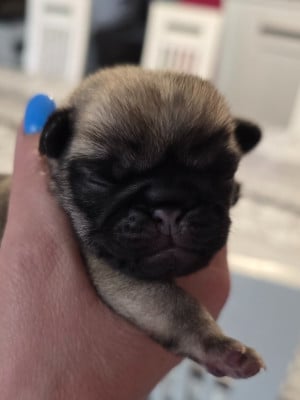 Les chiots de Carlin