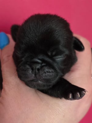 Les chiots de Carlin