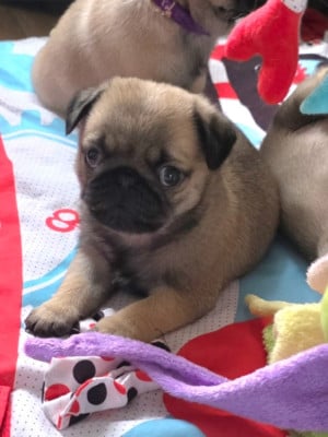 Les chiots de Carlin